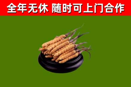 德格县回收散虫草