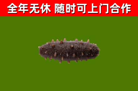 德格县回收海参干